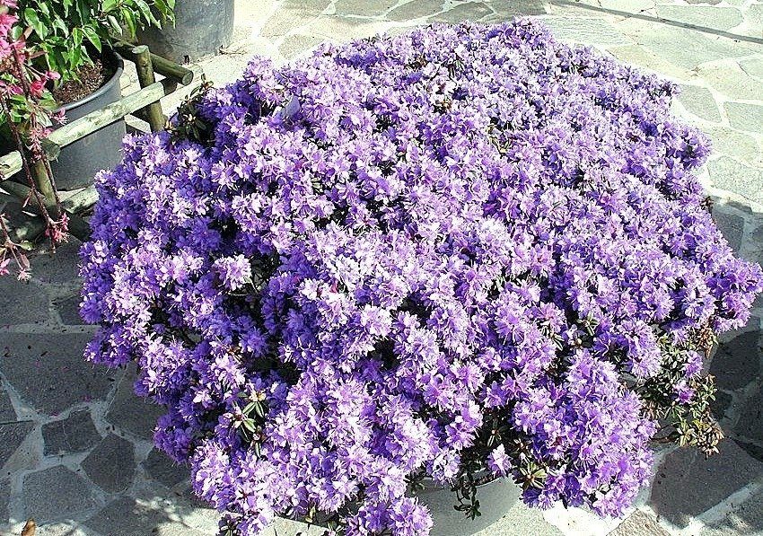 Różanecznik karłowy Buchlovice Rhododendron impeditum C1,5