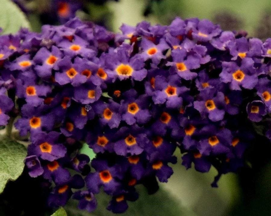 Budleja Rocketstar Indigo PBR Buddleja C3