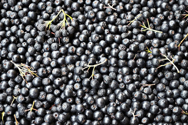 Aronia czarnoowocowa Aronia melanocarpa C2