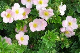 Pięciornik krzewiasty New Dawn Potentilla fruticosa P9