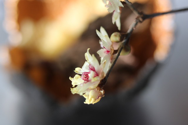 Kielichowiec wonny Calycanthus floridus C2