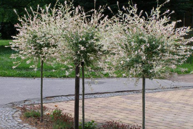 Wierzba całolistna na pniu Hakuro Nishiki Salix integra C2