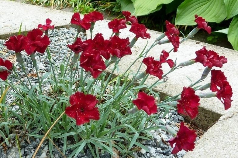 Goździk siny Rubin Dianthus gratianopolitanus P9