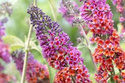 Budleja Dawida Flower Power Buddleja davidii P9