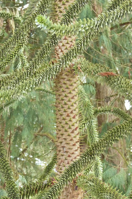 Araukaria chilijska C2