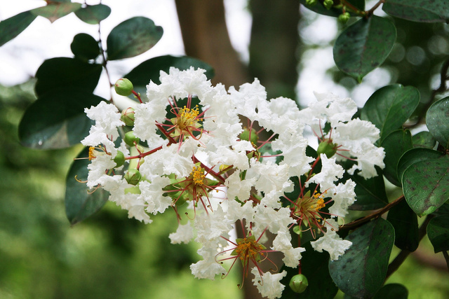 Lagerstroemia indyjska White Lagerstroemia indica P9