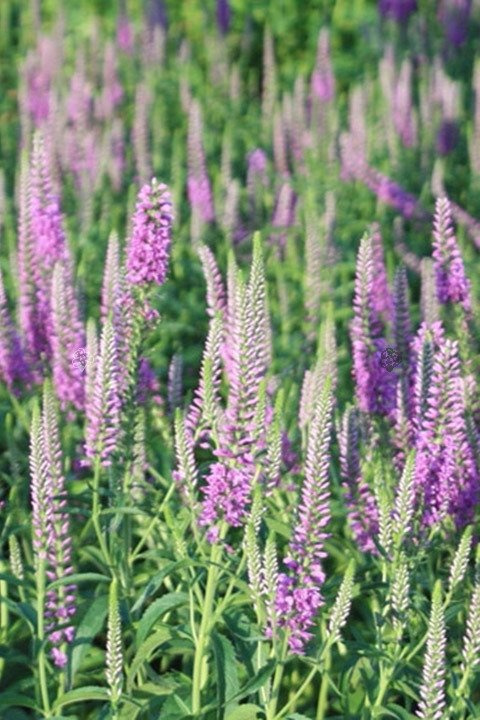 Przetacznik długolistny Eveline Veronica longifolia C2