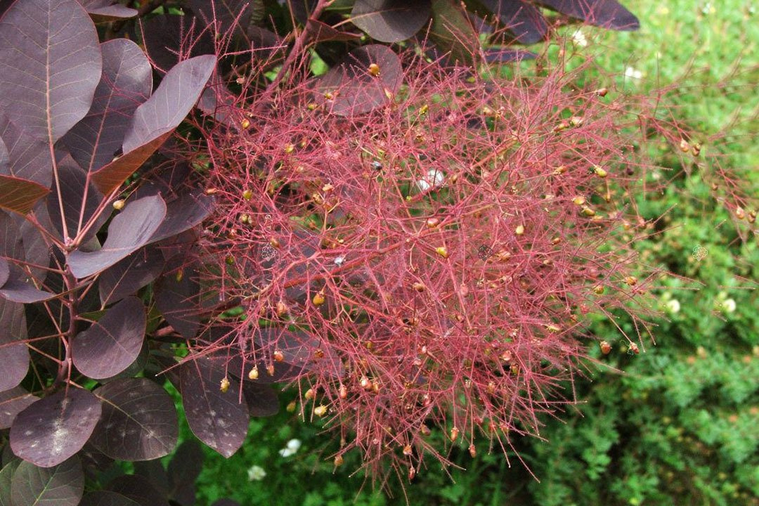 Perukowiec podolski Royal Purple Cotinus coggygria C2