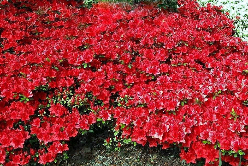 Azalia japońska Fridoline Rhododendron obtusum C2