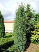 Jałowiec pospolity Meyer Juniperus communis P9