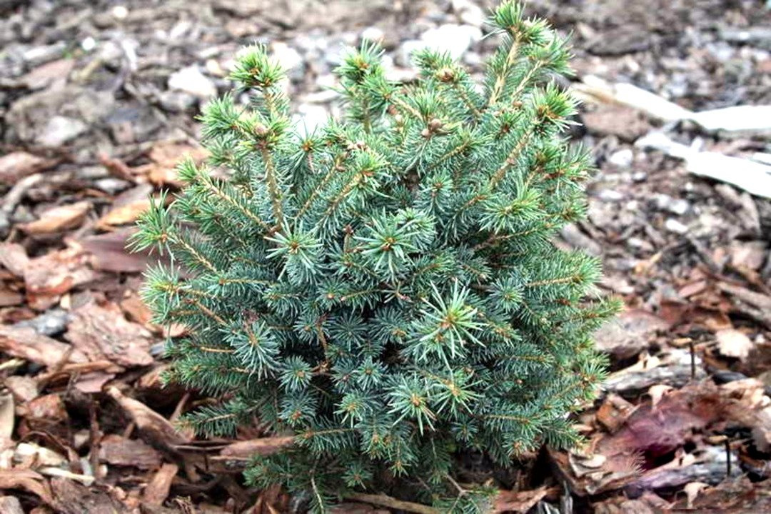 Świerk sitkajski Nana Picea sitchensis C5