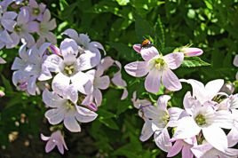 Dzwonek kremowy Loddon Anna Campanula lactiflora C3
