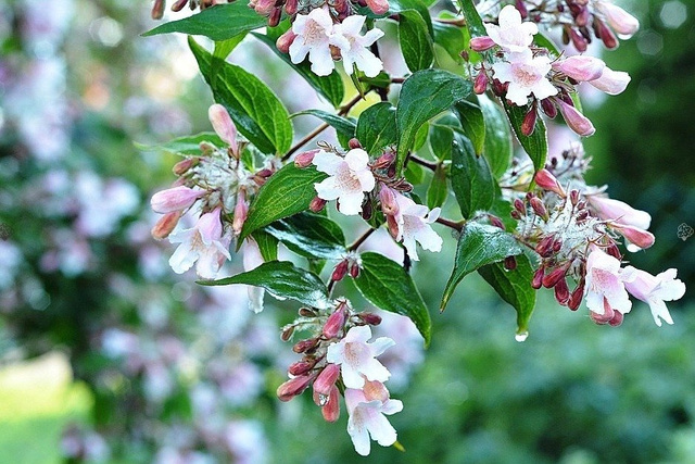 Kolkwicja chińska Pink Kolkwitzia amabilis P9