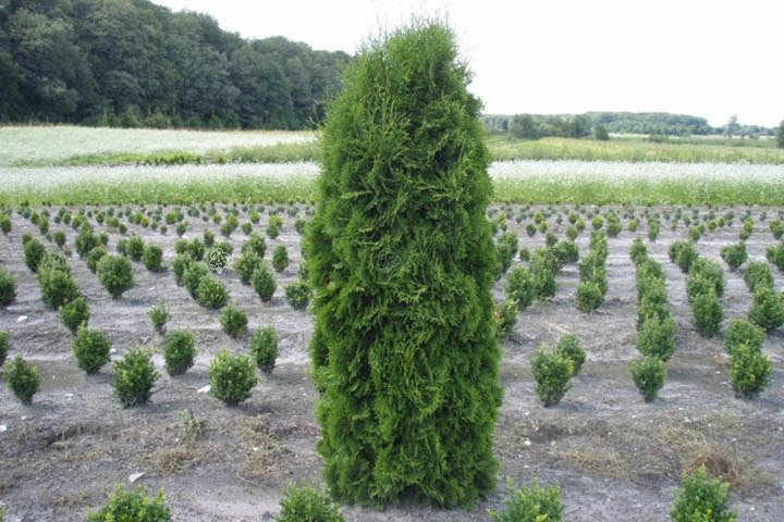 Tuja Columna Thuja occidentalis P9