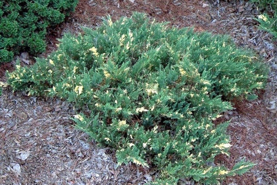 Jałowiec chiński Expansa Variegata Juniperus chinensis P9