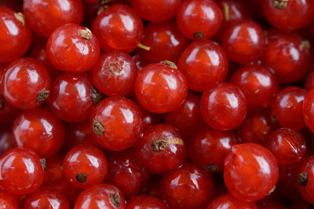 Porzeczka czerwona Ribes rubrum C2