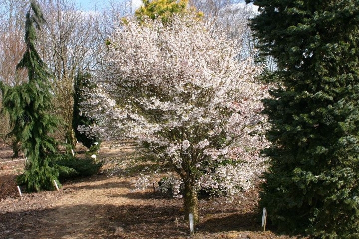 Wiśnia wczesna Kojou-no-mai Prunus incisa C2
