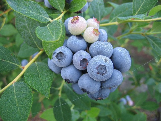 Borówka amerykańska Duke Vaccinium corymbosum P9