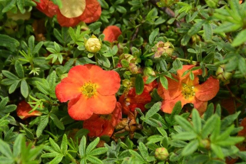 Pięciornik krzewiasty Red Jocker Potentilla fruticosa P9