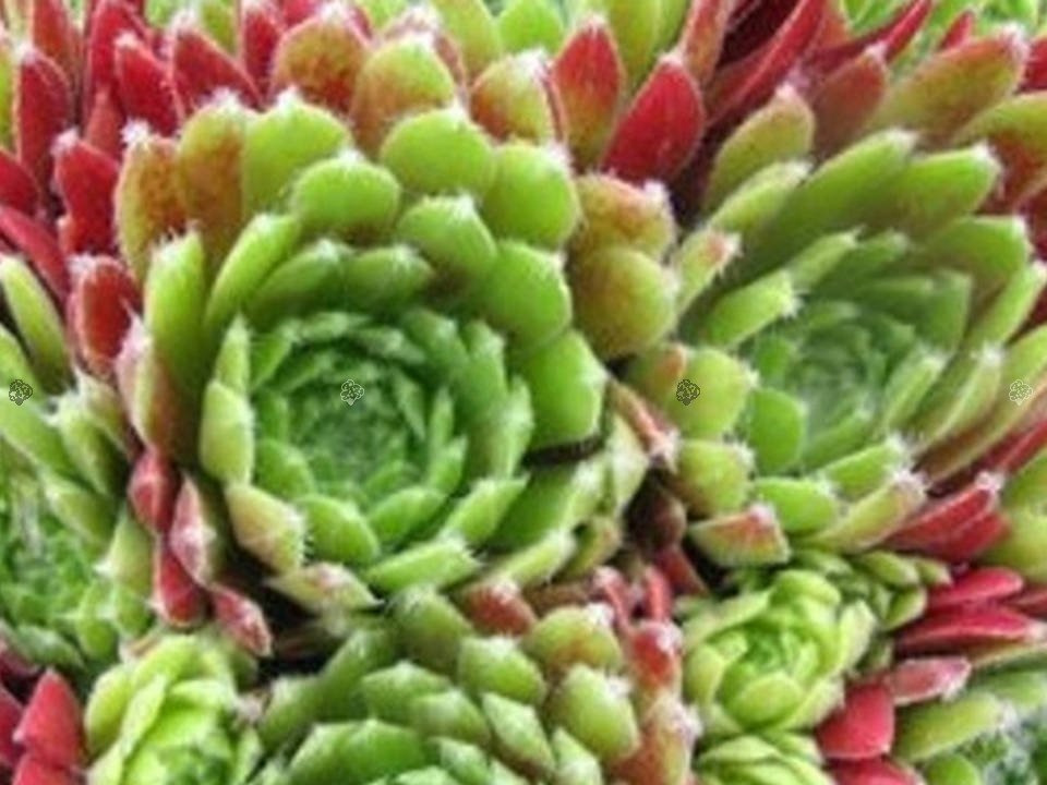 Rojnik Sabat Sempervivum P9