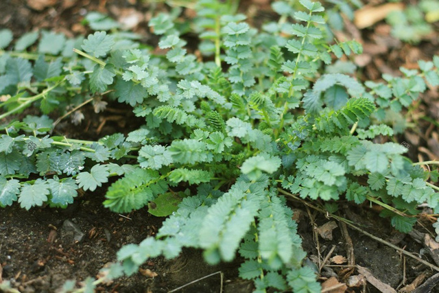 Krwiściąg mniejszy Sanguisorba minor P9