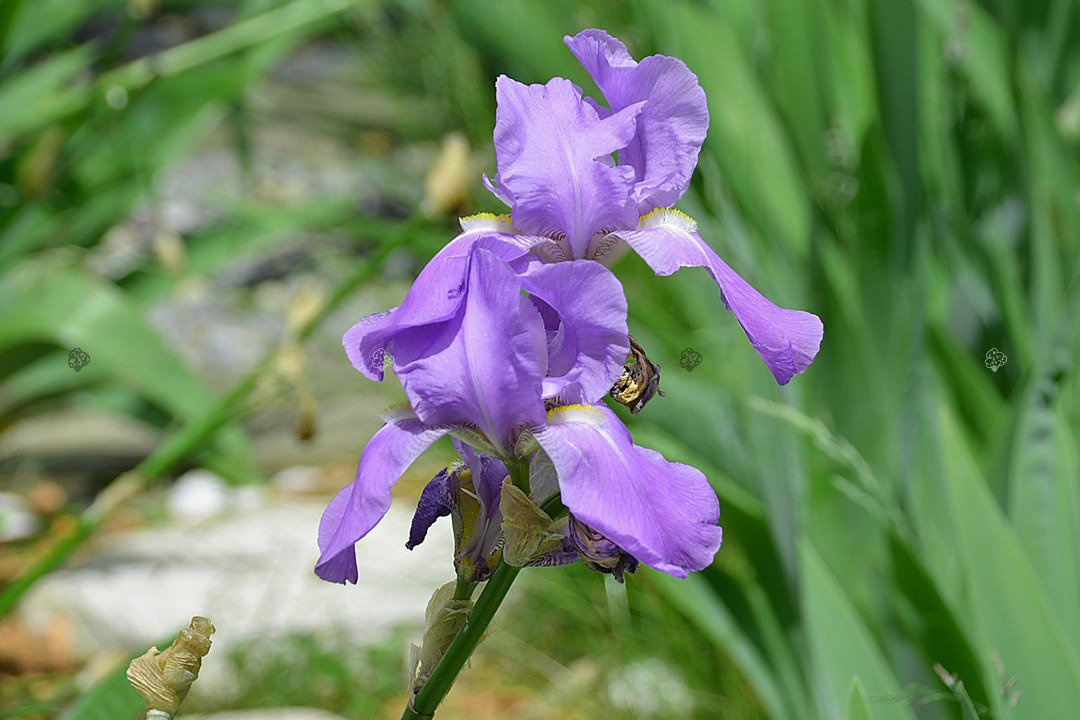 Kosaciec blady Variegata Iris pallida P9