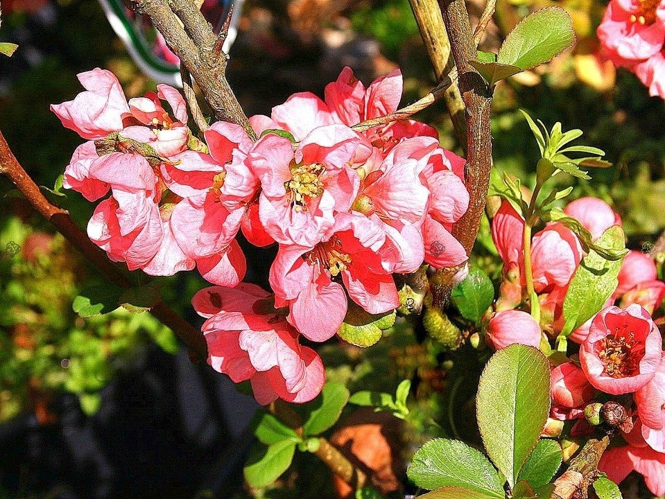 Pigwowiec pośredni Pink Trail Interpitra Chaenomeles superba C3