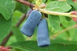 Jagoda kamczacka Wołoszebnica Lonicera caerulea var. kamtschatica P9