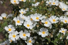 Pięciornik krzewiasty Abbotswood Potentilla fruticosa P9