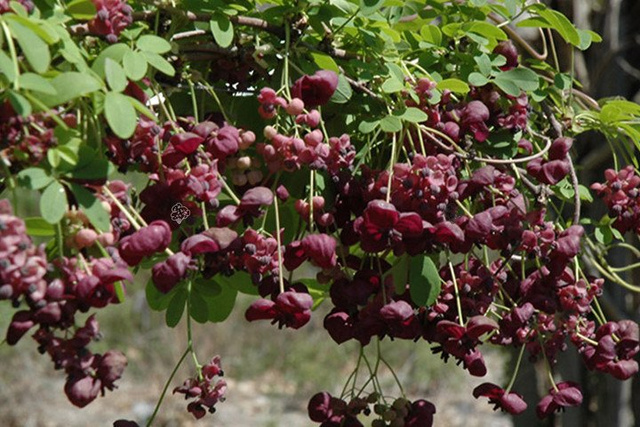 Akebia pięciolistkowa Akebia quinata C1