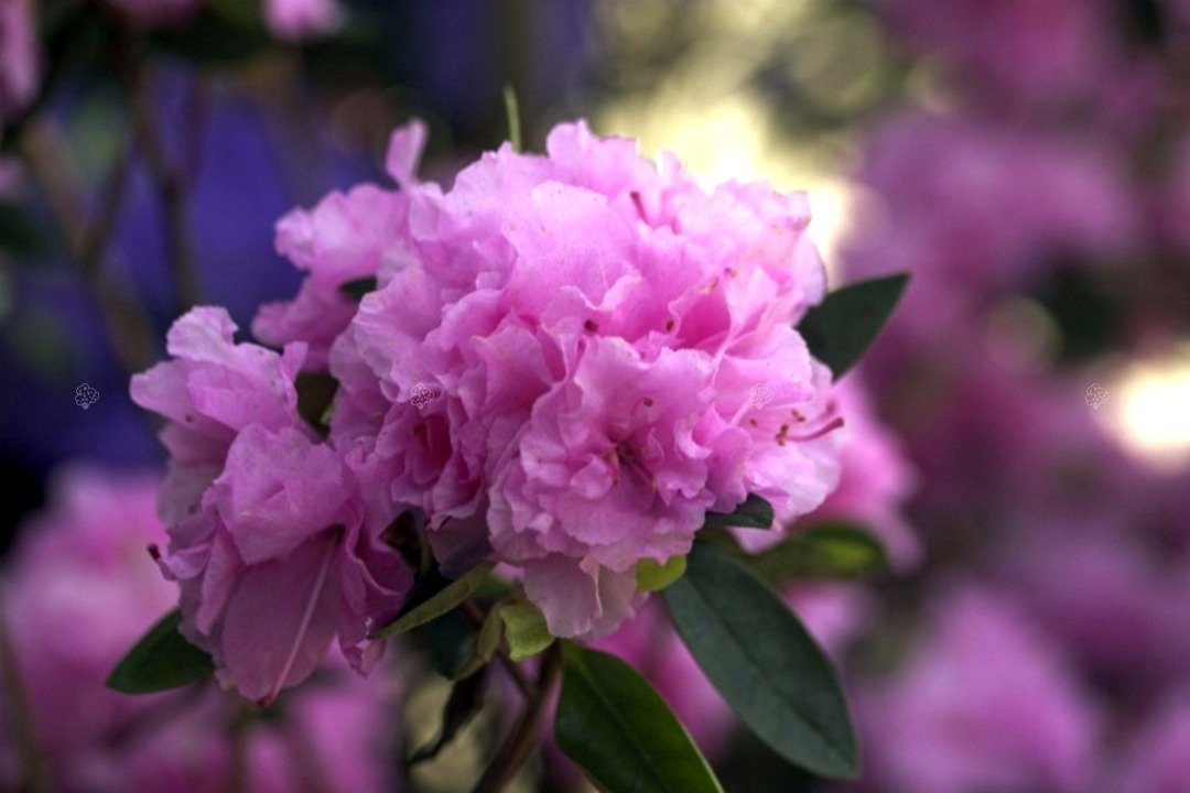 Różanecznik dahurski Stacatto Rhododendron dauricum C2