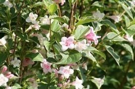 Krzewuszka cudowna Variegata Weigela florida C2