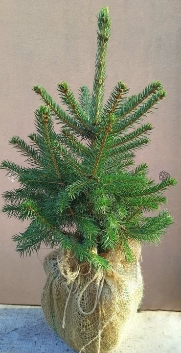 Świerk kłujący Glauca Picea Pungens C2