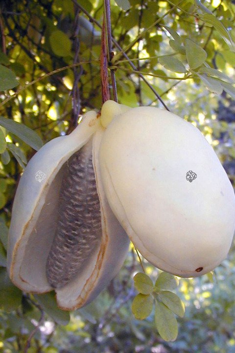 Akebia pięciolistkowa Akebia quinata C2