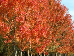 Klon czerwony Red Sunset Franksred Acer rubrum C2
