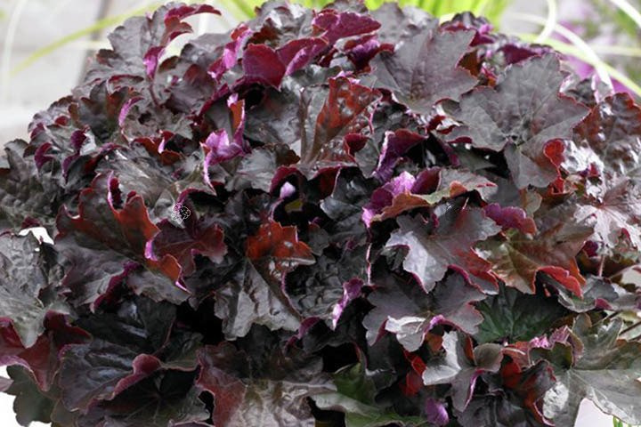 Żurawka Palace Purple Heuchera micrantha C2