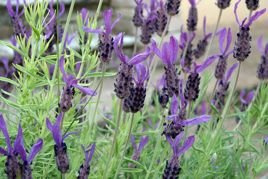 Lawenda francuska Papillon Lavandula stoechas P9