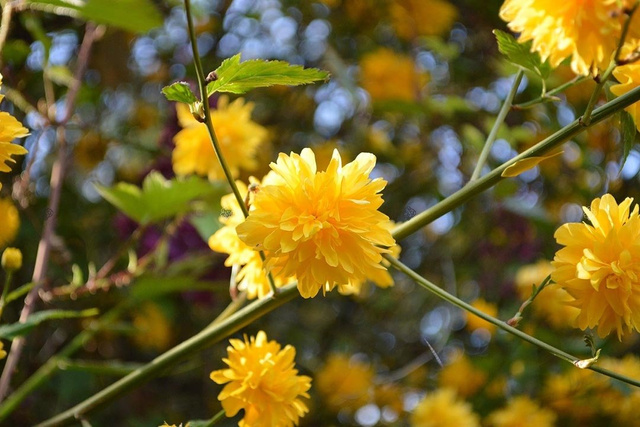 Złotlin japoński Pleniflora Kerria japonica C2