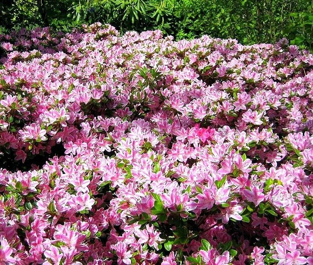 Azalia japońska Kermesina Rose Rhododendron obtusum C2