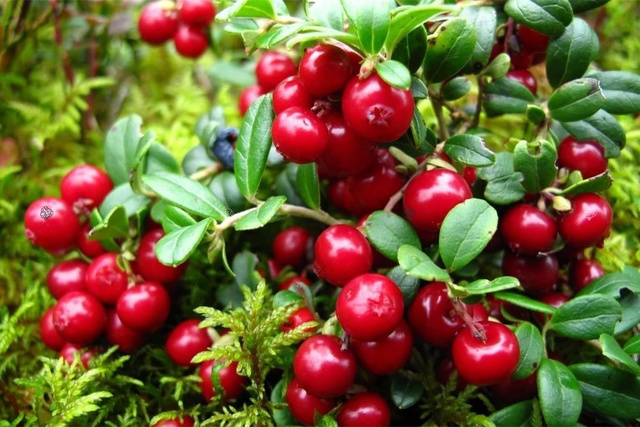 Żurawina wielkoowocowa Macro Hoves Vaccinium macrocarpon C1,5
