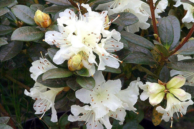 Różanecznik lapoński Cream Crest Rhododendron lapponicum C1,5