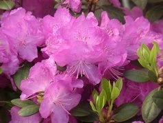 Różanecznik dahurski P.J.M.Elite Rhododendron dauricum C2