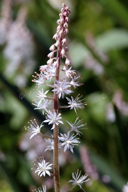 Tiarella sercolistna Tiarella cordifolia P9