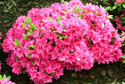Azalia japońska Melina Rhododendron obtusum C2