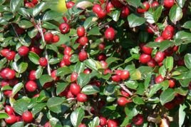 Irga wczesna Cotoneaster nanshan C3