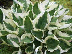Funkia Minuteman Hosta C2
