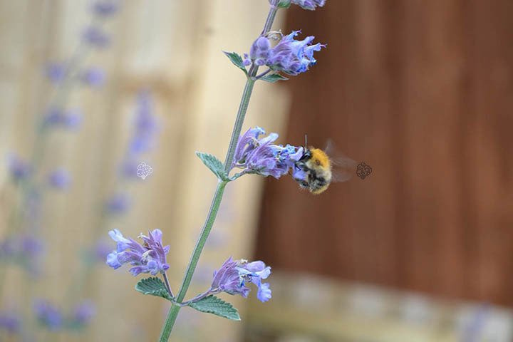 Kocimiętka Faassena Walker's Low Nepeta faassenii P9