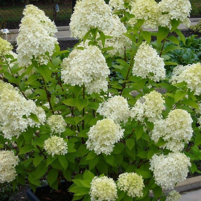 Hortensja bukietowa Limelight PBR 3l Hydrangea paniculata