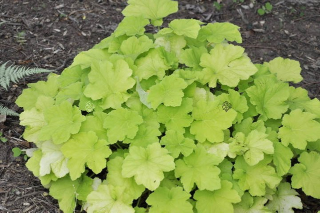 Żurawka Citronelle PBR Heuchera C1,4