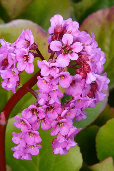 Bergenia orzęsiona Bergenia thysanodes P9